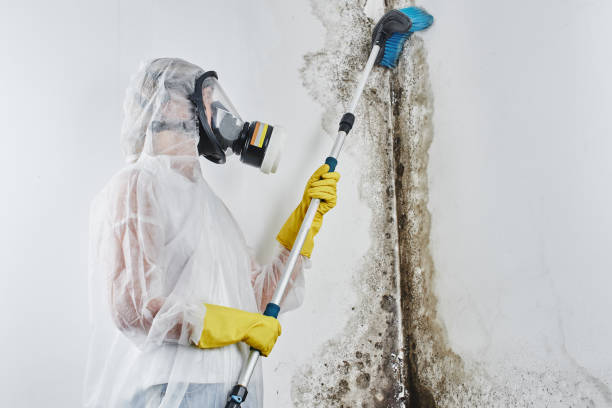 Best DIY Mold Remediation Support Services in Nevada, TX