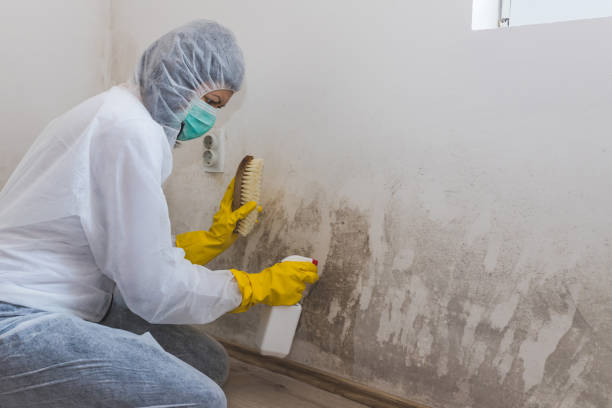 Best Preventive Mold Services in Nevada, TX