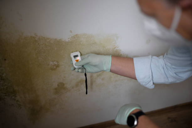 Best Mold Remediation for Schools in Nevada, TX